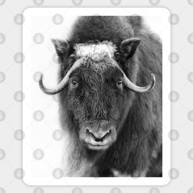 Muskox in winter Sticker by Jim Cumming